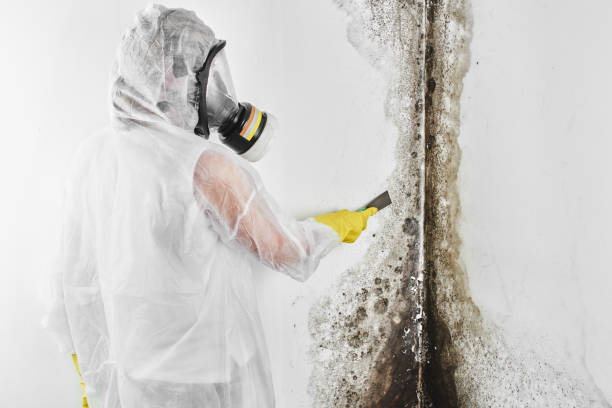 Best Mold Remediation  in West Perrine, FL