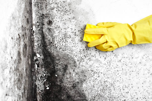 Best Commercial Mold Removal  in West Perrine, FL