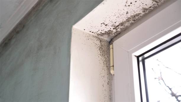 Best Mold Cleaning Services  in West Perrine, FL