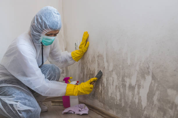 Best Office Mold Removal Services  in West Perrine, FL