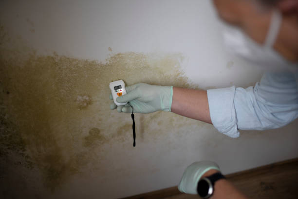 Best Professional Mold Removal  in West Perrine, FL