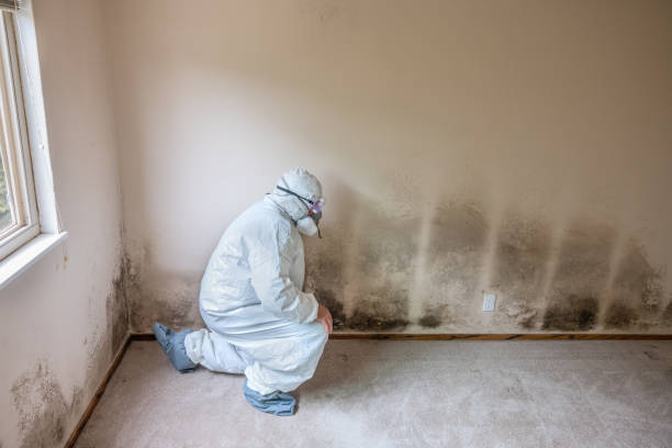 Best Mold Removal and Inspection  in West Perrine, FL