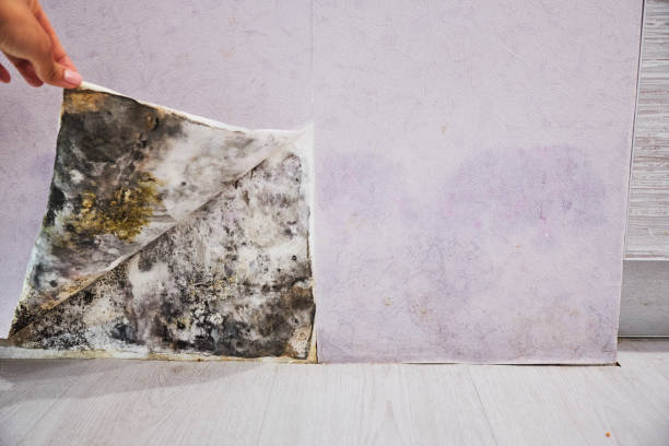 Best Same-Day Mold Removal  in West Perrine, FL